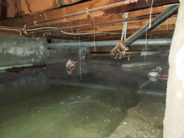 Water damage restoration mold remediation in Oblong, IL