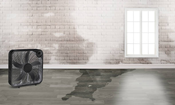 Best Water damage restoration near me  in Oblong, IL